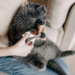 Professional Round Hole Pet Nail Clippers Professional Circular Cut Hole Cat Nail Trimmers Avoid Over Cutting Pet Nail Clippers Grooming Tool For Cat